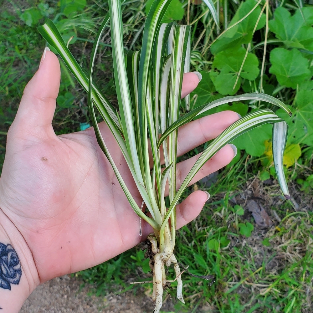 Spider plant air plant purifying succulent